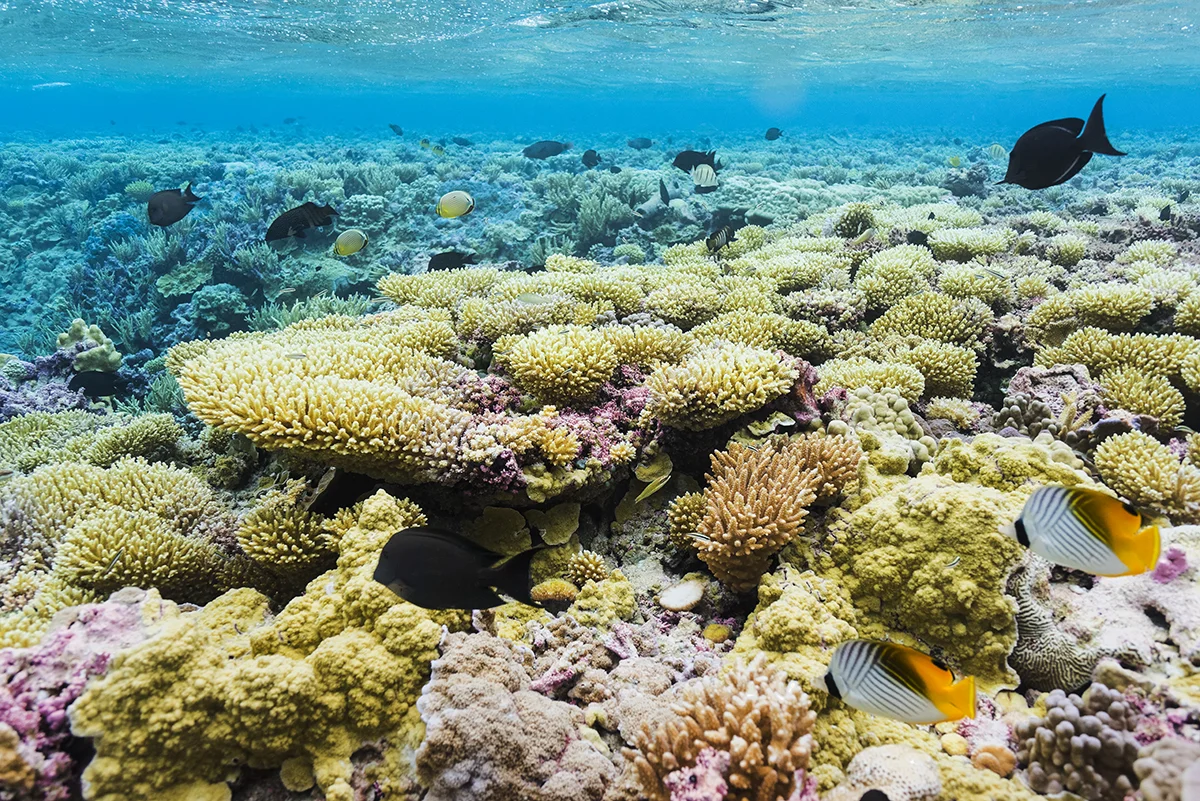 barren Island, pAlmYRA ATOLL credit: USFWS / Coral reef image bank