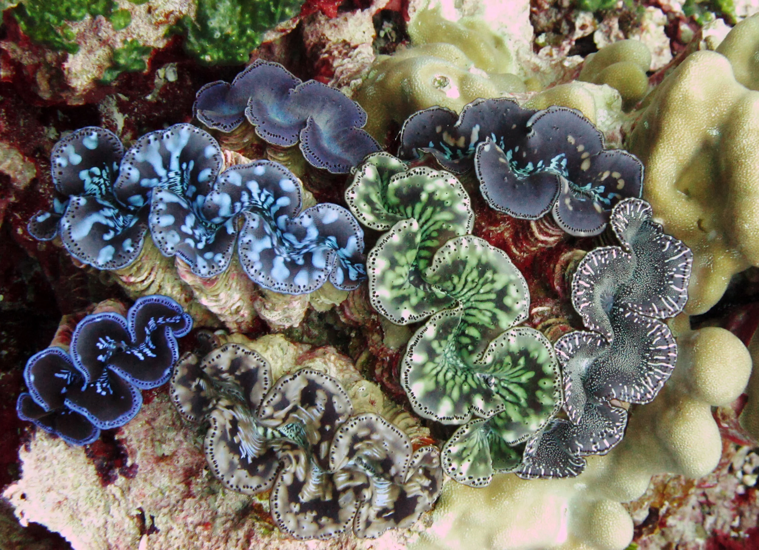 clams at kingman reef, palmyra credit: kydd pollock / USFWS / Coral reef image bank