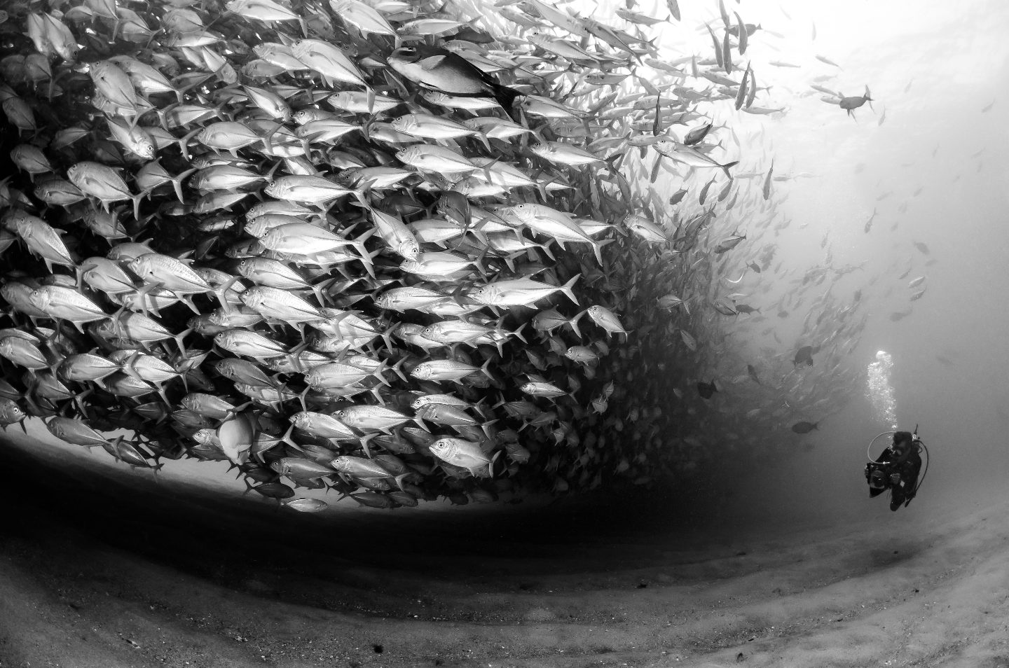 cabo, mexico credit: Hannes Klostermann / coral reef image bank