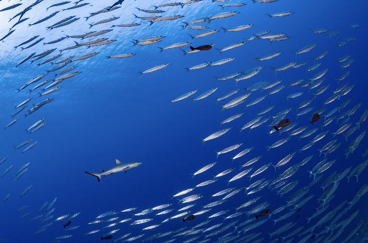 french polynesia credit: hannes klostermann / coral reef image bank
