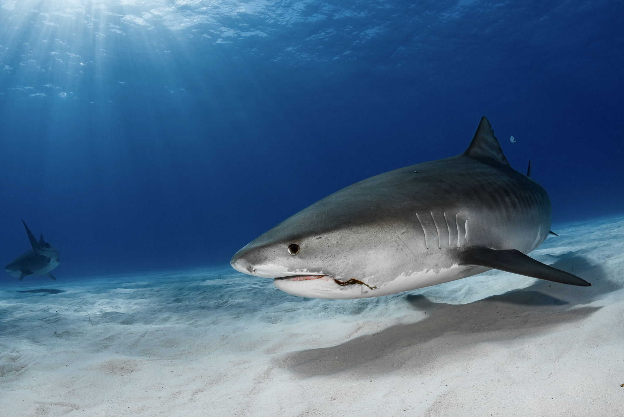 bahamas credit: hannes klostermann / coral reef image bank