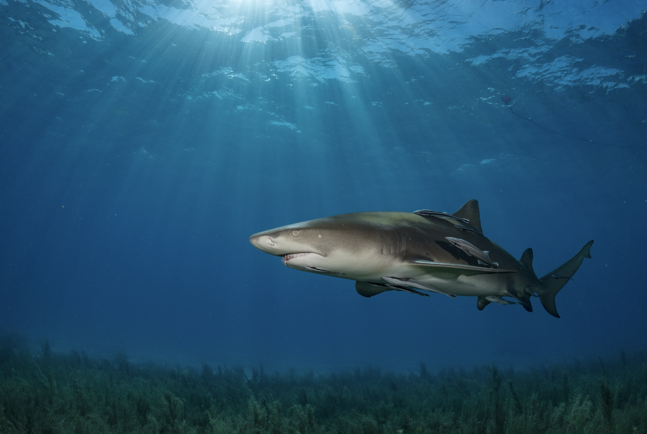 bahamas credit: hannes klostermann / coral reef image bank