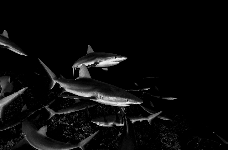 sharks in fakarava, french polynesia credit: hannes klostermann / coral reef image bank