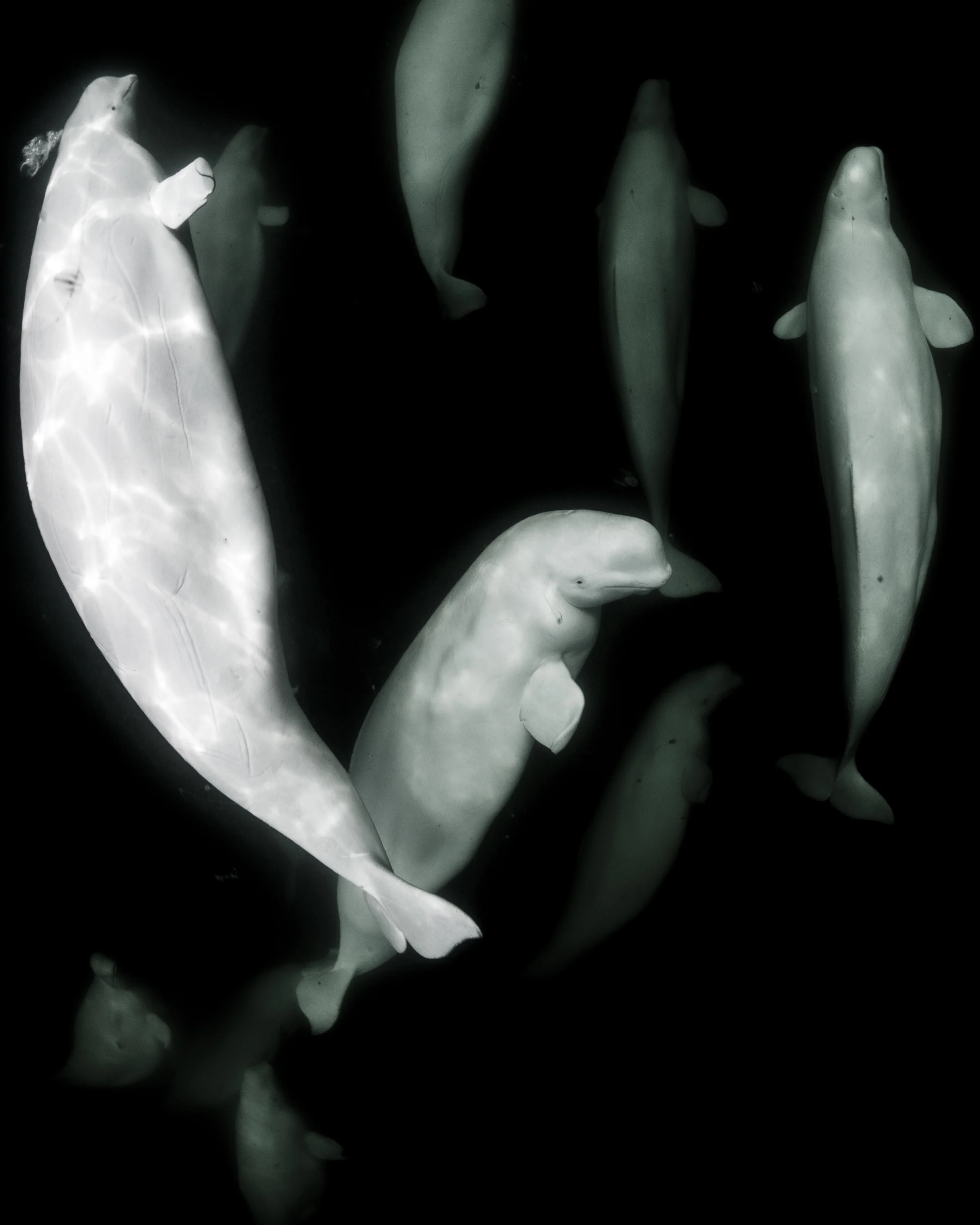 BELUGA WHALES CHURCHILL CREDIT: ELLEN CUYLAERTS / coral reef image bank