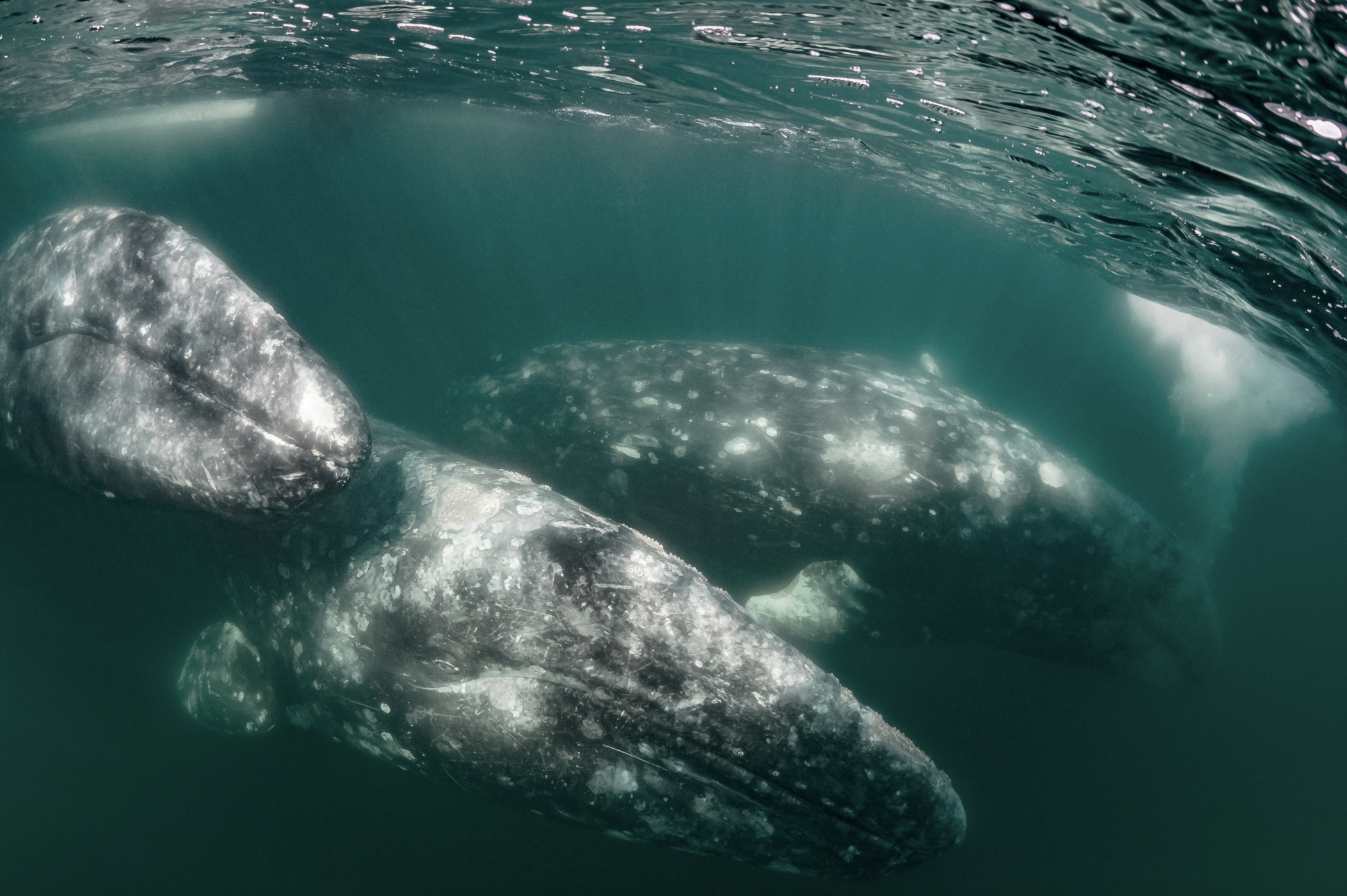 whales credit: hannes klostermann / coral reef image bank