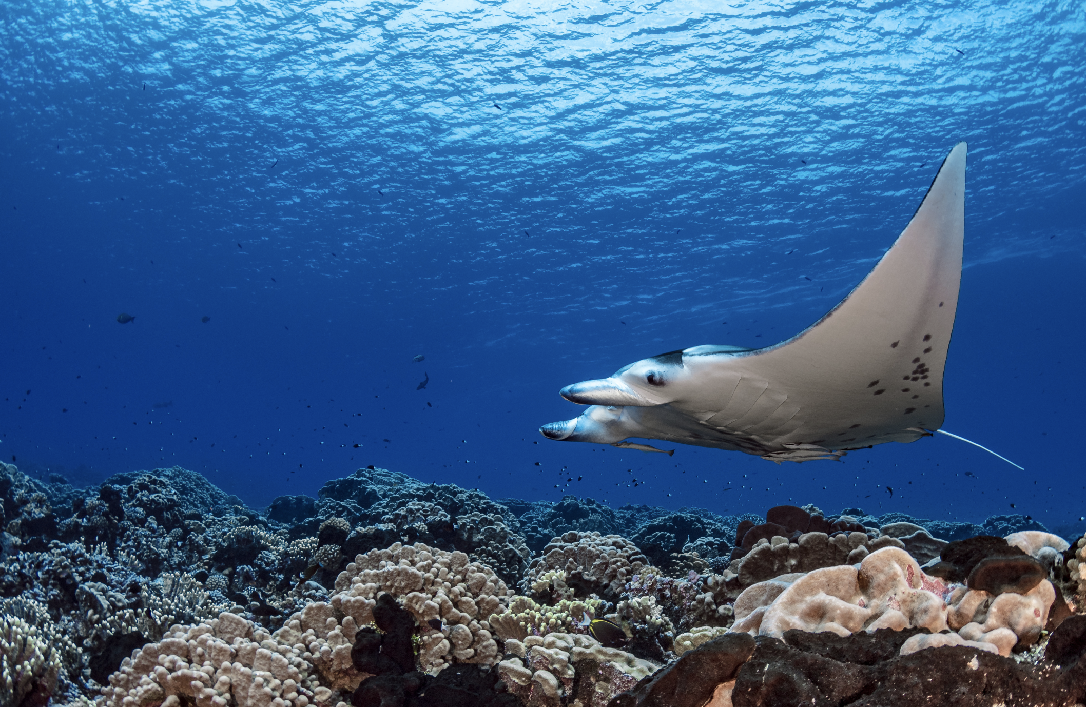 manta ray credit: hannes klostermann / coral reef image bank