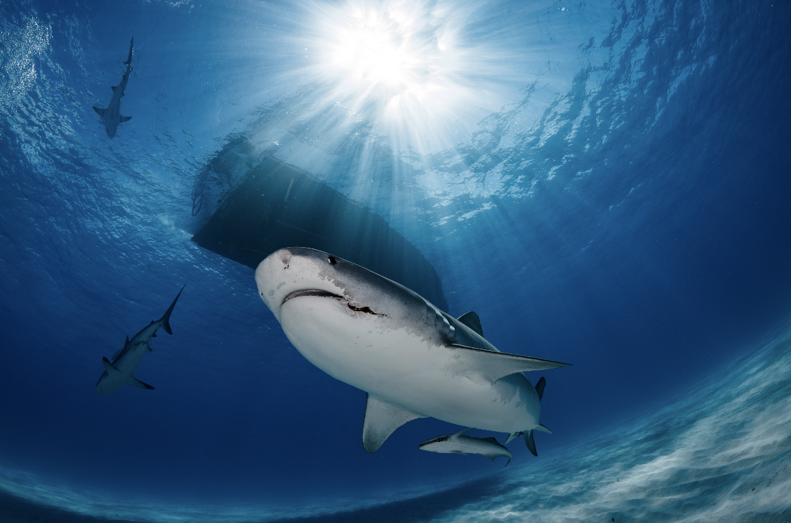 bahamas credit: hannes klostermann / coral reef image bank