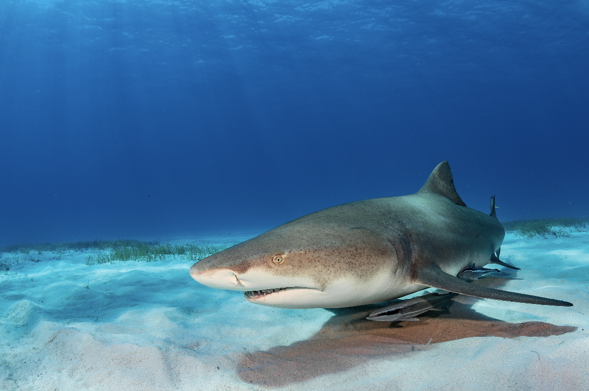 bahamas credit: hannes klostermann / coral reef image bank