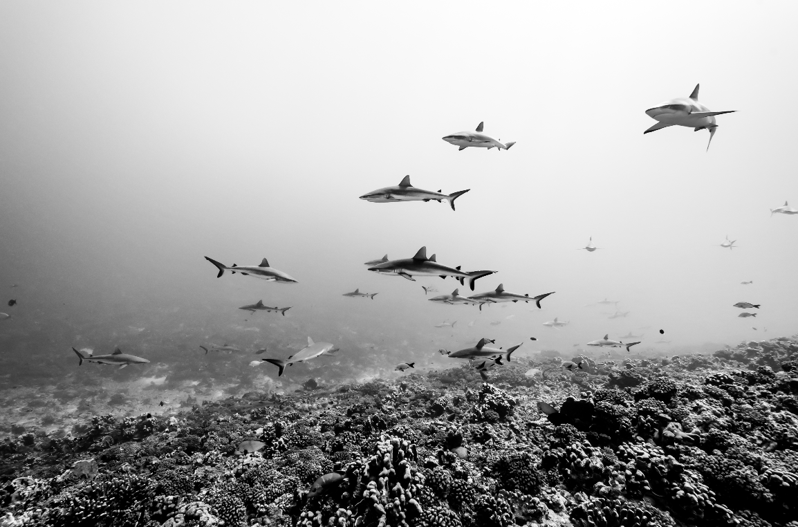 french polynesia credit: hannes klostermann / coral reef image bank