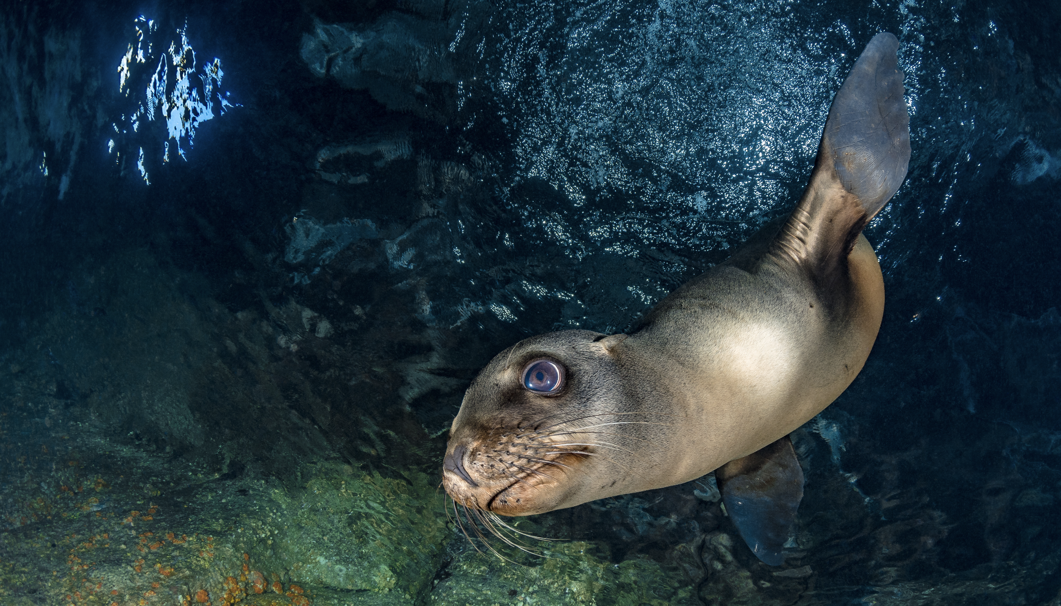 california sea lion, baja california credit: hannes klostermann / coral reef image bank