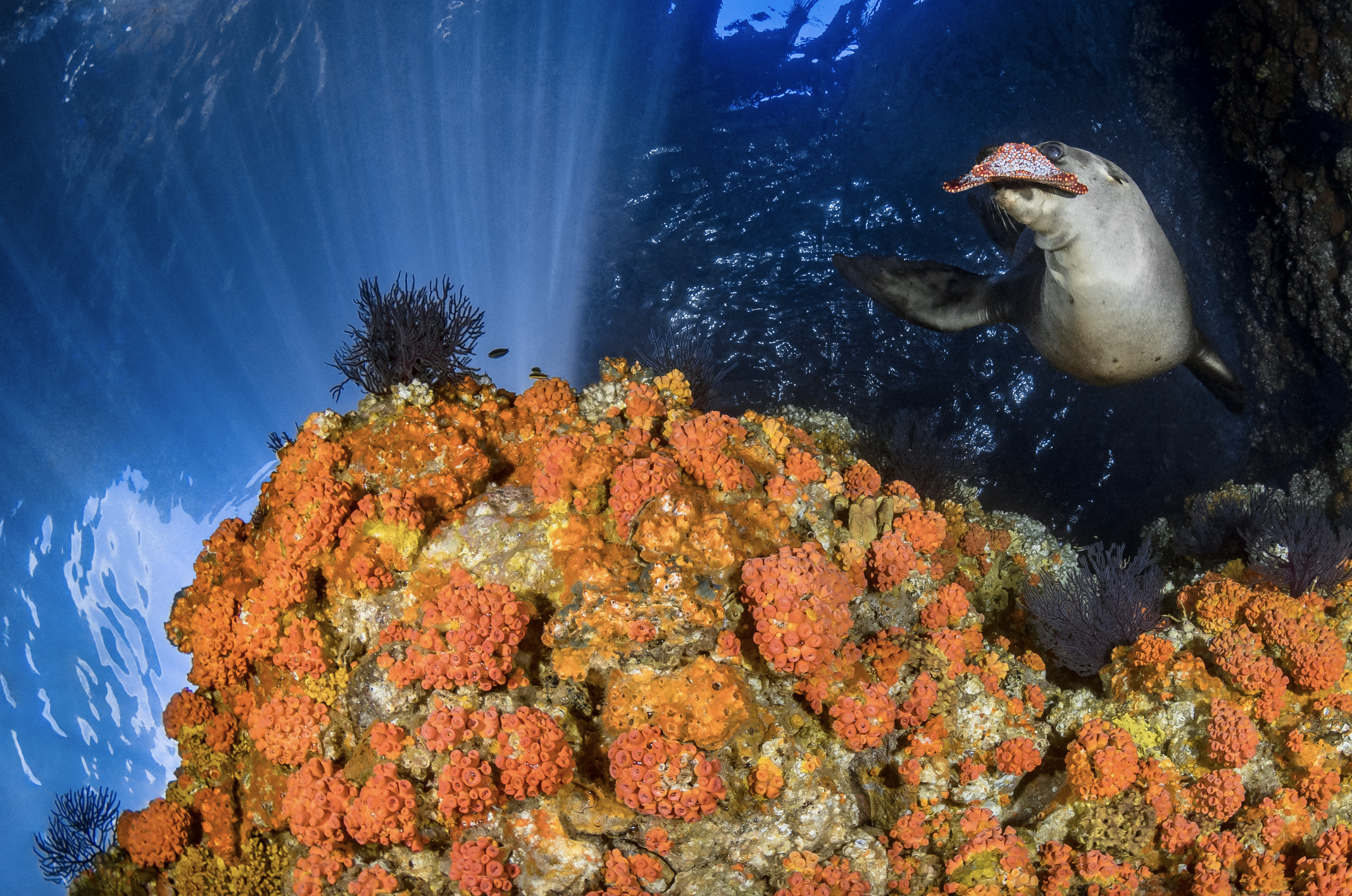 california sea lion, baja california credit: hannes klostermann / coral reef image bank