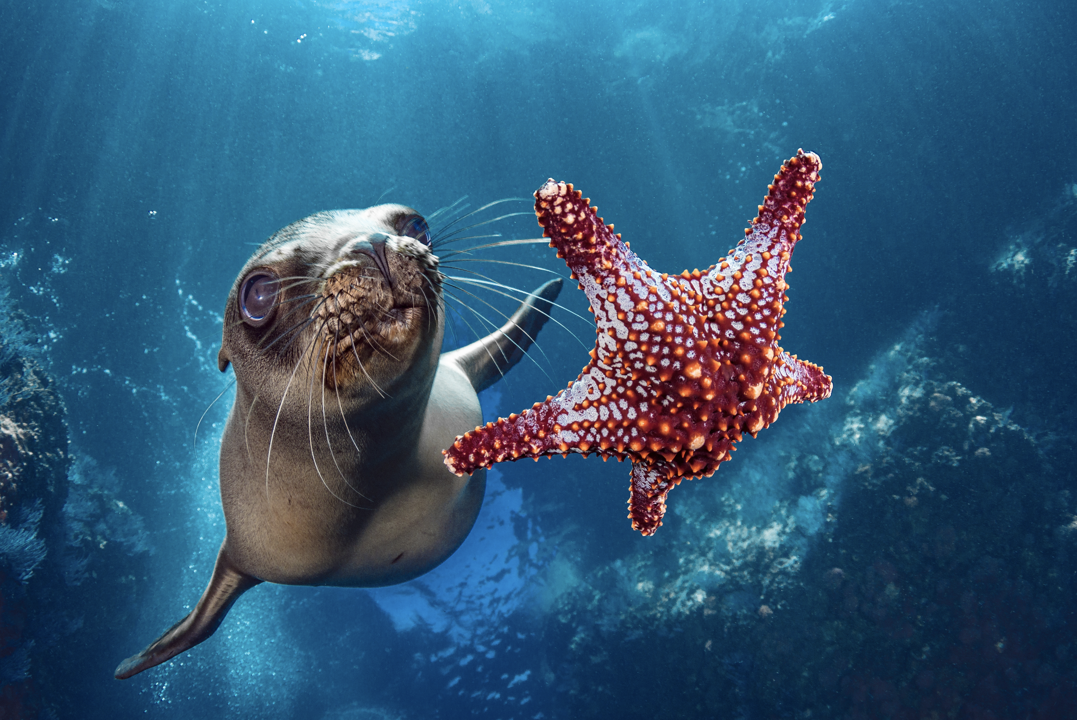california sea lion, baja california credit: hannes klostermann / coral reef image bank