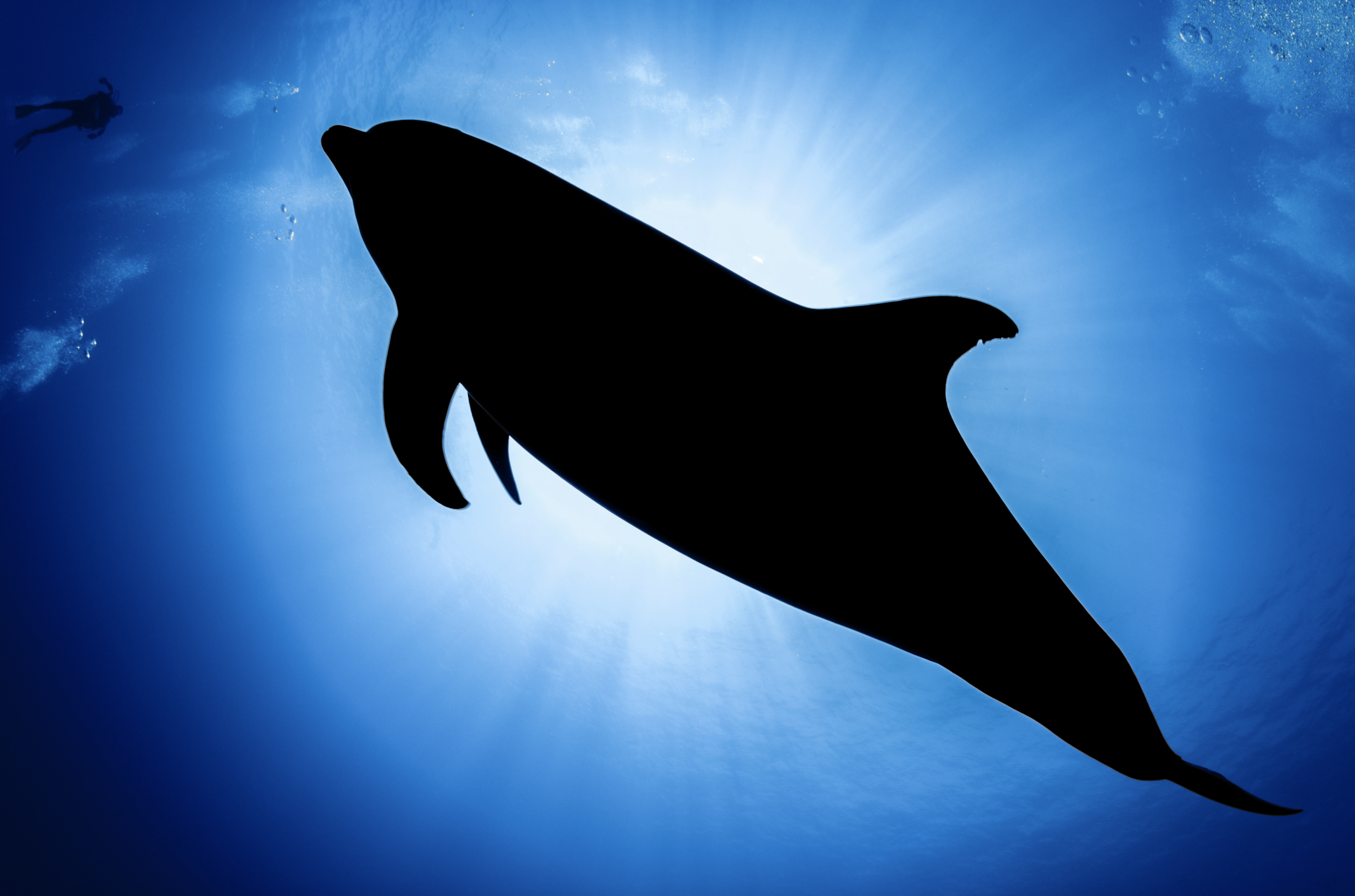 dolphin in french polynesia credit: hannes klostermann / coral reef image bank