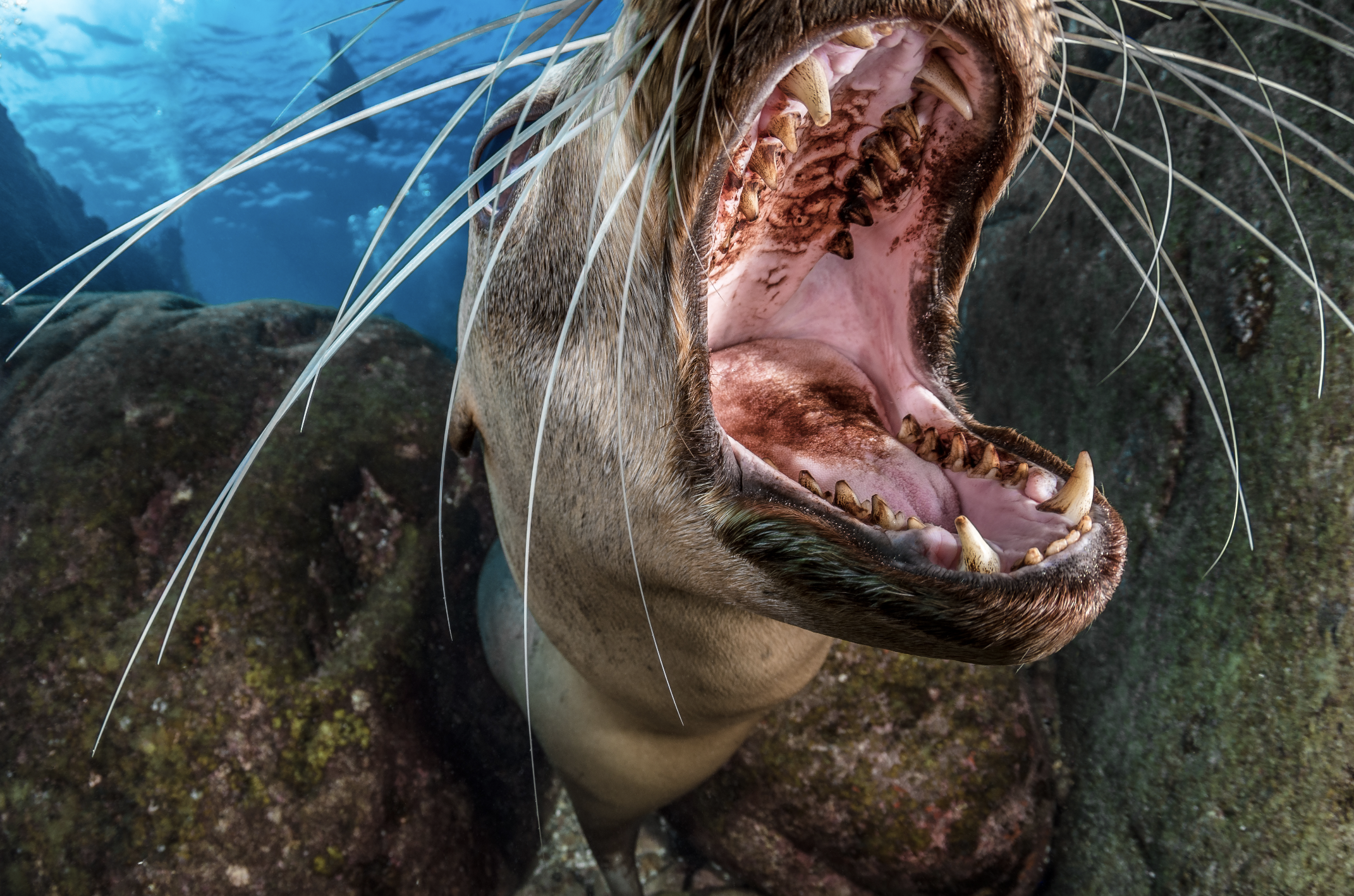 california sea lion, baja california credit: hannes klostermann / coral reef image bank