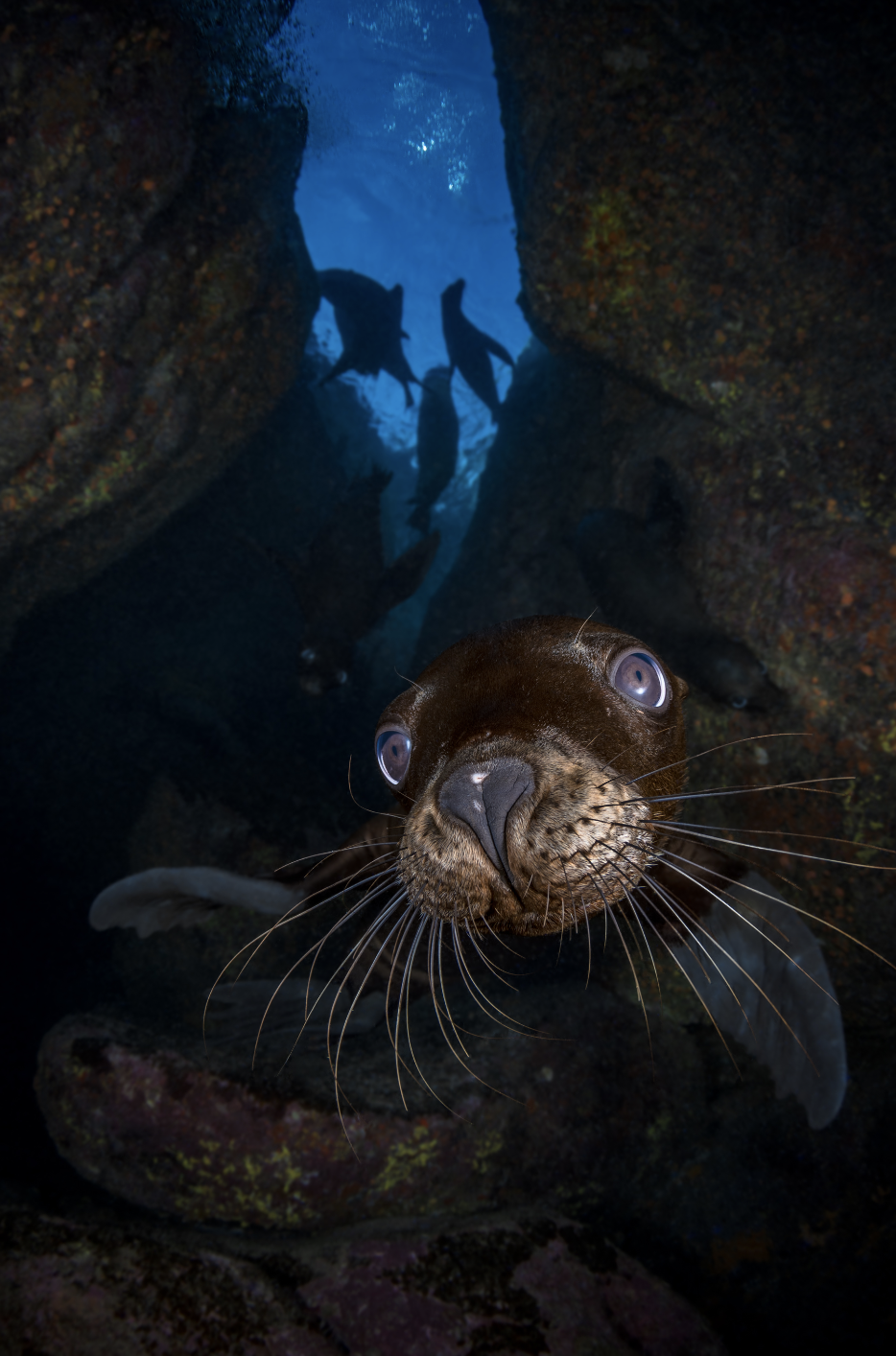 california sea lion, baja california credit: hannes klostermann / coral reef image bank