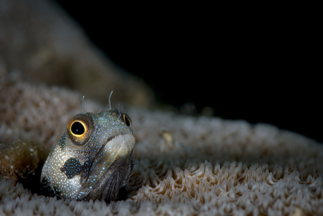 blenny in the Sea of Cortez credit: hannes klostermann / coral reef image bank
