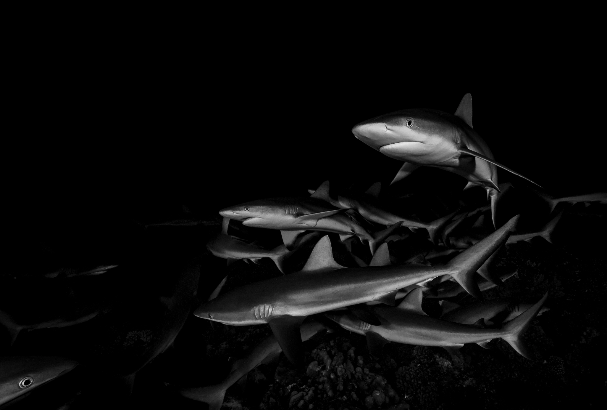 sharks in fakarava, french polynesia credit: hannes klostermann / coral reef image bank