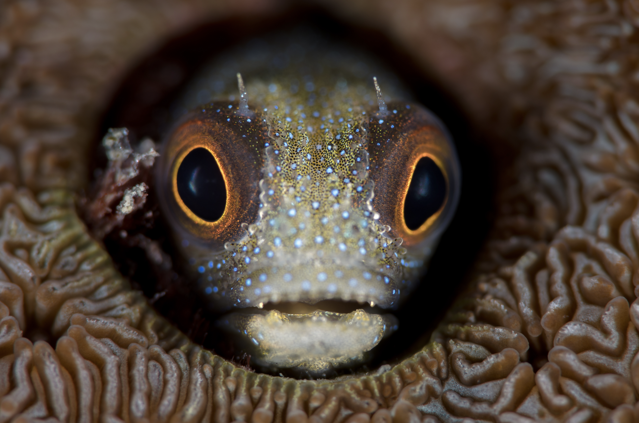 blenny credit: hannes klostermann / coral reef image bank