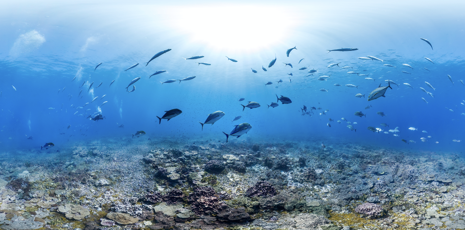 PAlmYRA ATOLL, jurassic park CREDIT: THE OCEAN AGENCY / NOAA FISHERIES