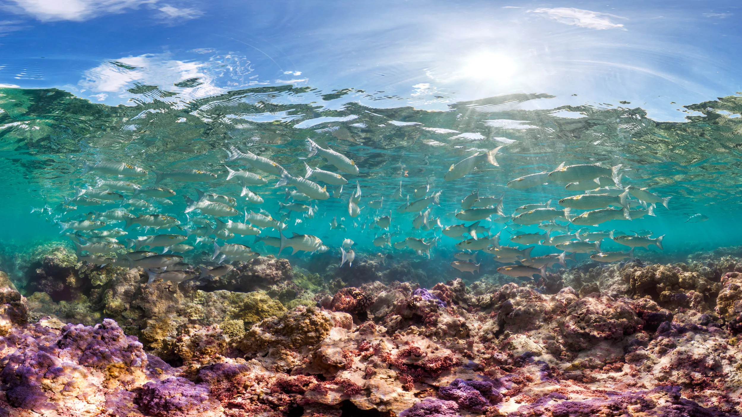 PAlmYRA ATOLL, coral gardens CREDIT: THE OCEAN AGENCY / NOAA FISHERIES