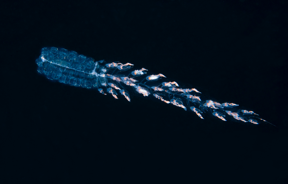 Siphonophore Hunting credit: richard barnden / coral reef image bank