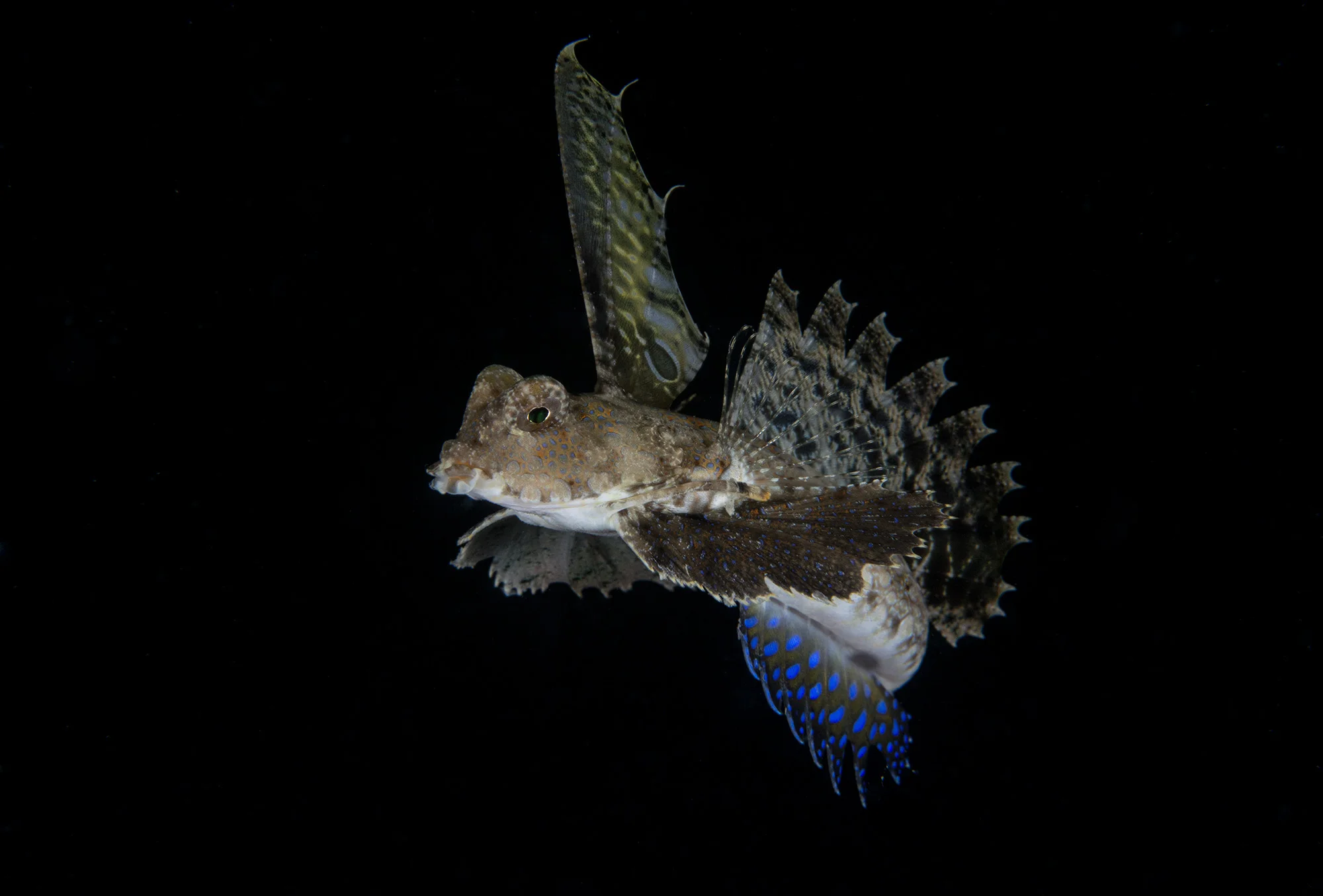 Blennie Hunting credit: richard barnden / coral reef image bank