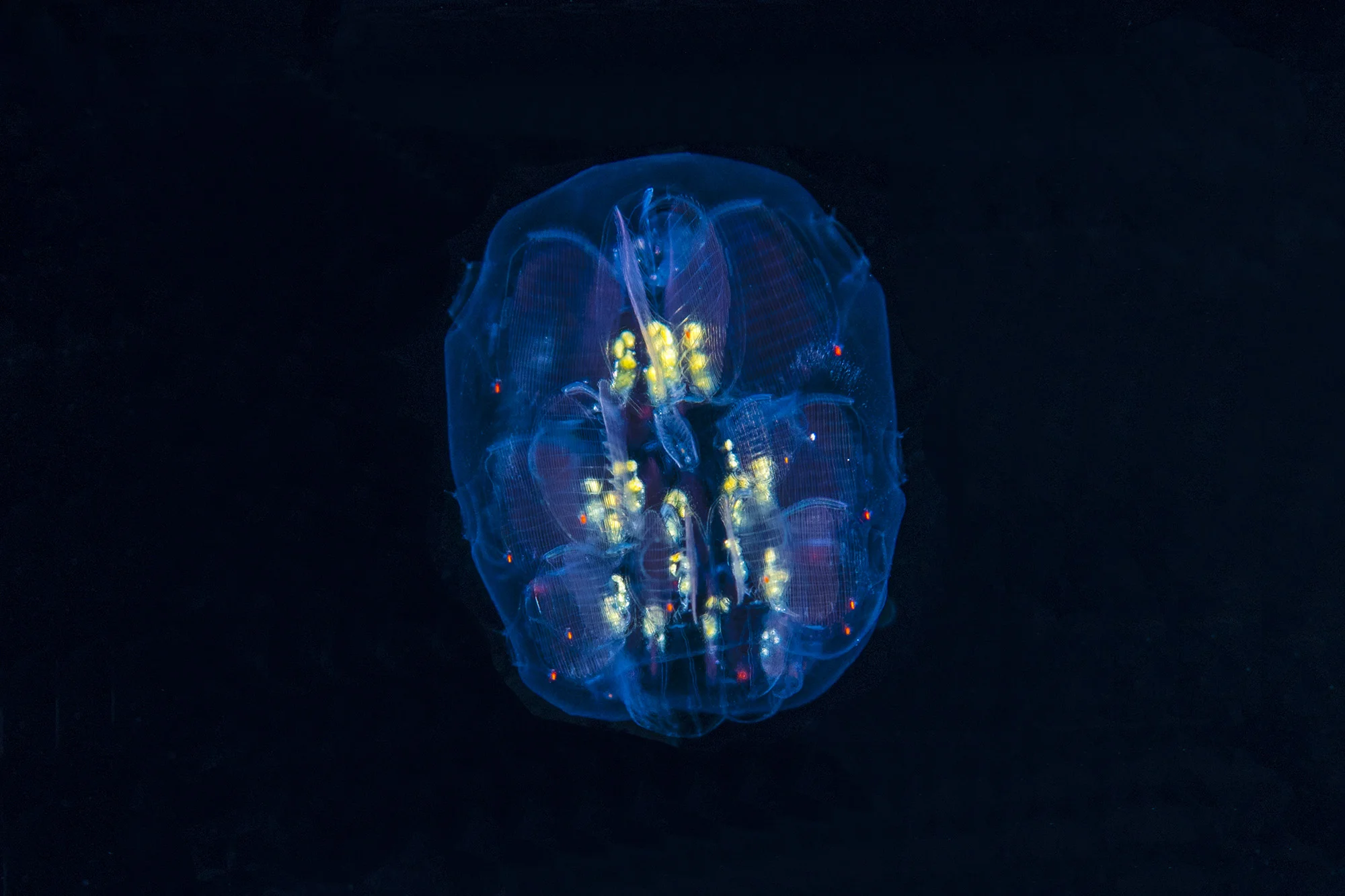 credit: richard barnden / coral reef image bank