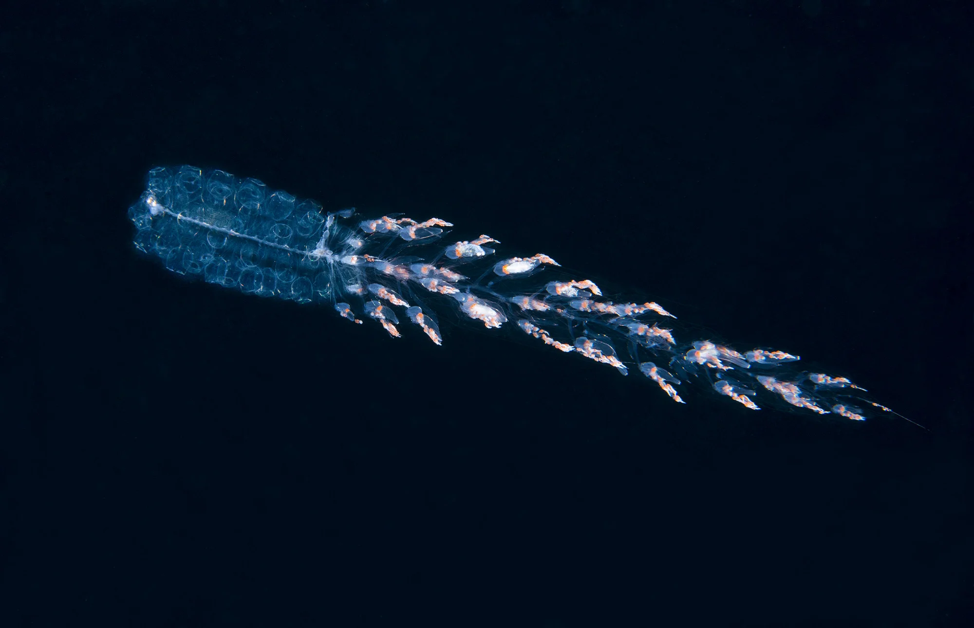 Siphonophore Hunting credit: richard barnden / coral reef image bank