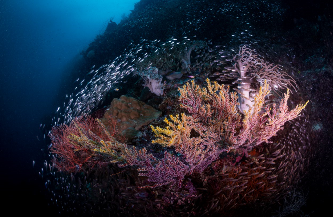 fish around a fan, raja ampat credit: tracey jennings / coral reef image bank
