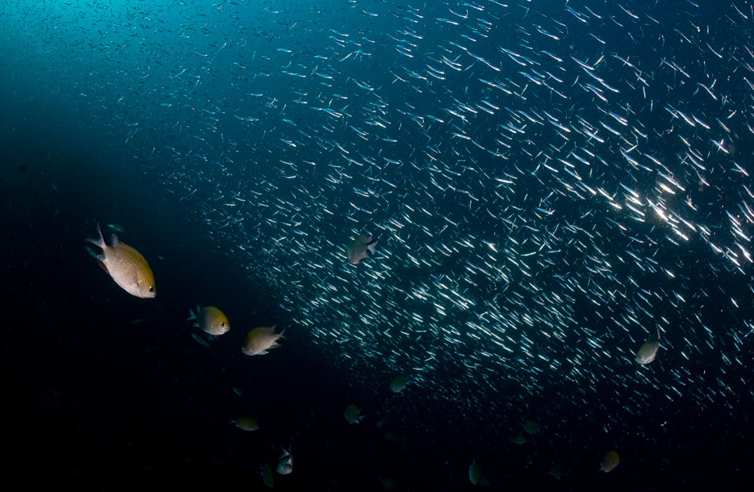 schooling fish, raja ampat credit: tracey Jennings / coral reef image bank