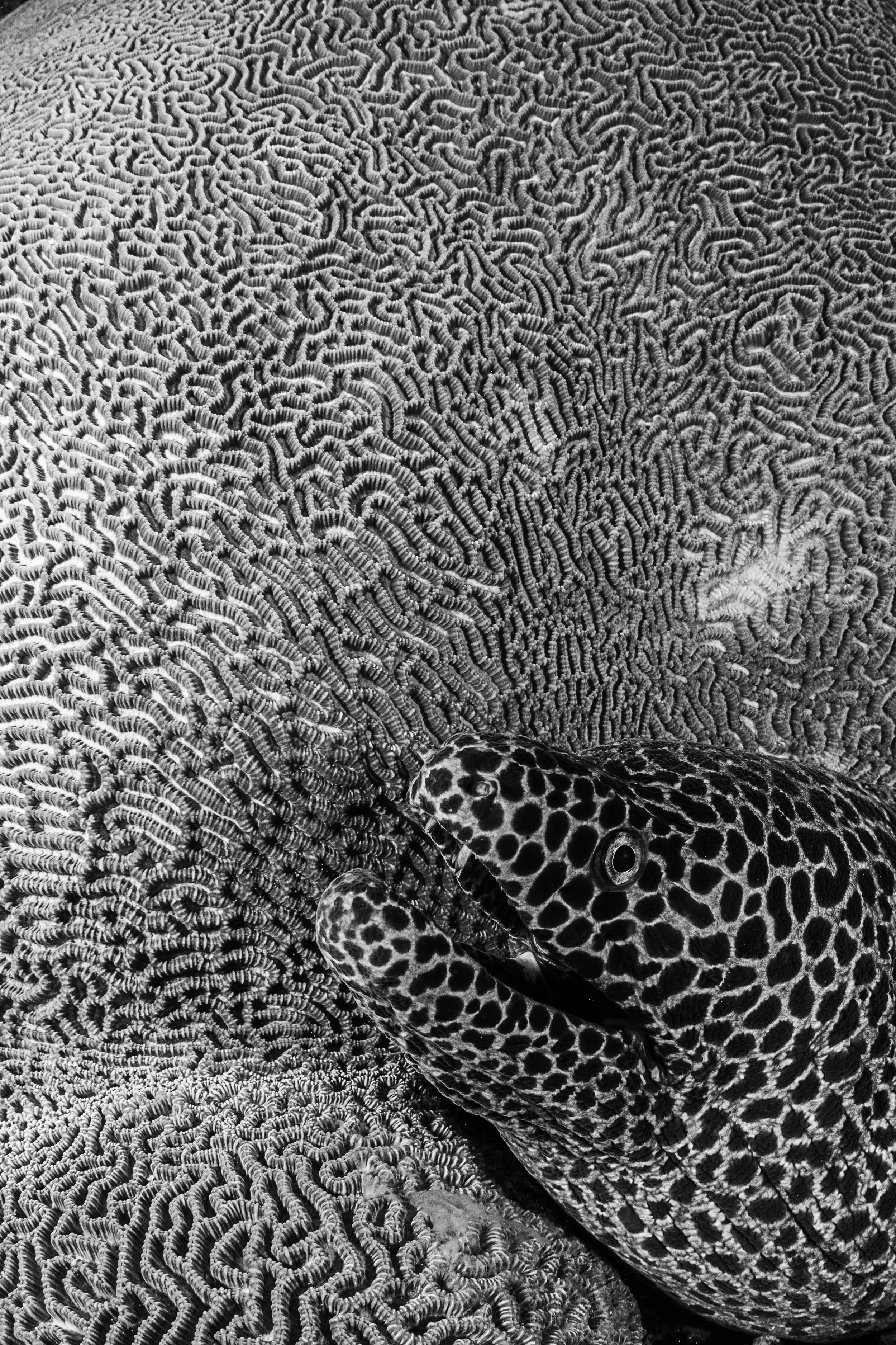 spotted eel, raja ampat credit: tracey Jennings / coral reef image bank