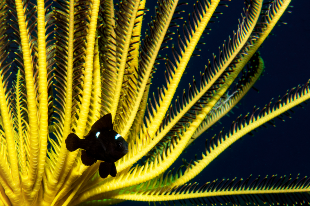 black JUVENILE fish near crinoid credit: tracey jennings / coral reef image bank