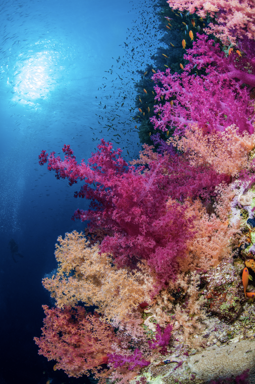 red sea CREDIT: brook peterson / coral reef image bank
