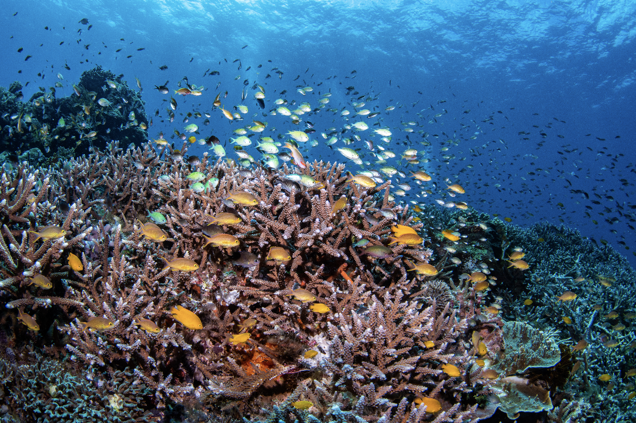raja ampat CREDIT: brook peterson / coral reef image bank
