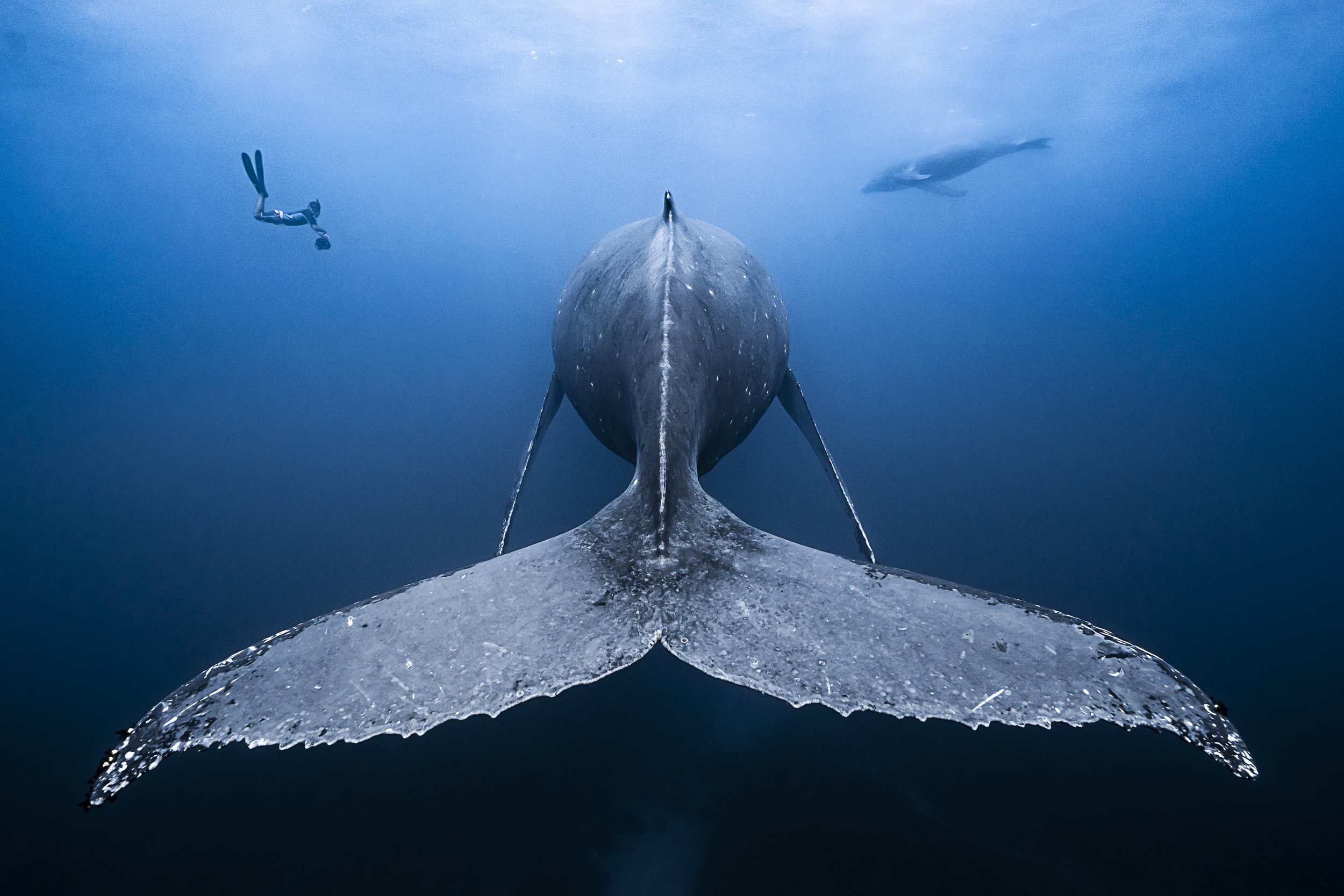 grey whale tail credit: François Baelen / coral reef image bank