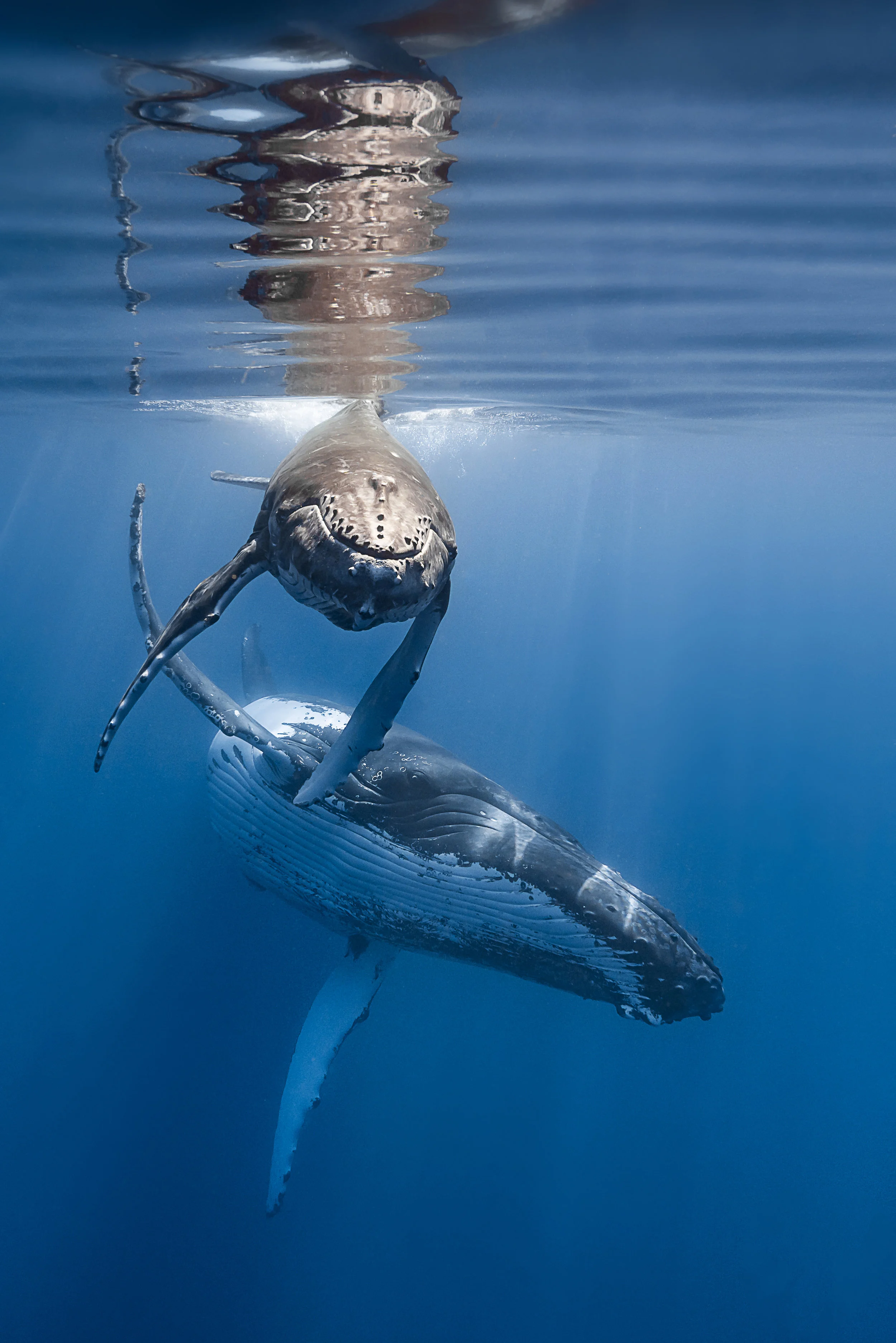 humpbacks credit: François Baelen / coral reef image bank