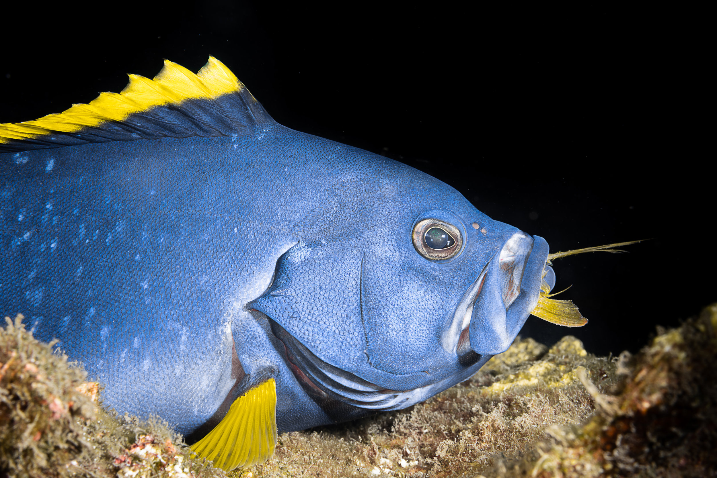 blue fish credit: François Baelen / coral reef image bank