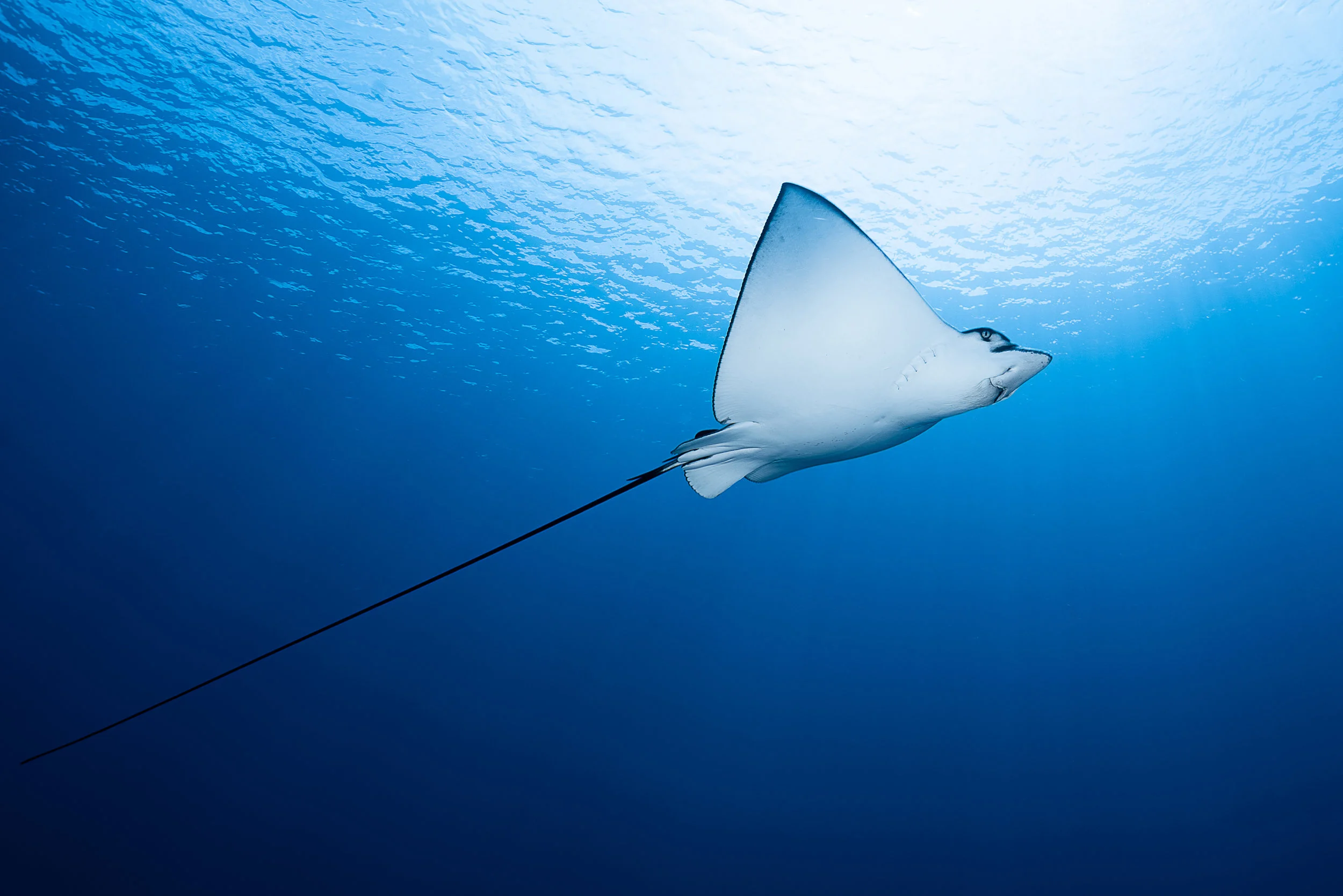 eagle ray credit: François Baelen / coral reef image bank