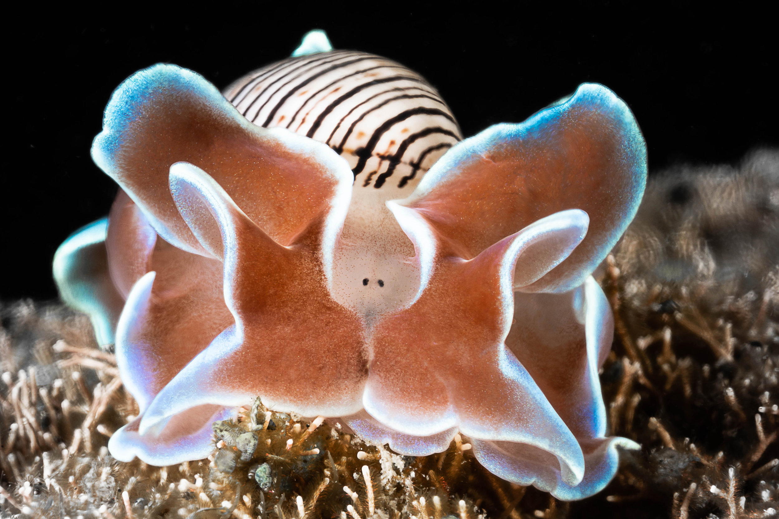 nudibranch credit: François Baelen / coral reef image bank