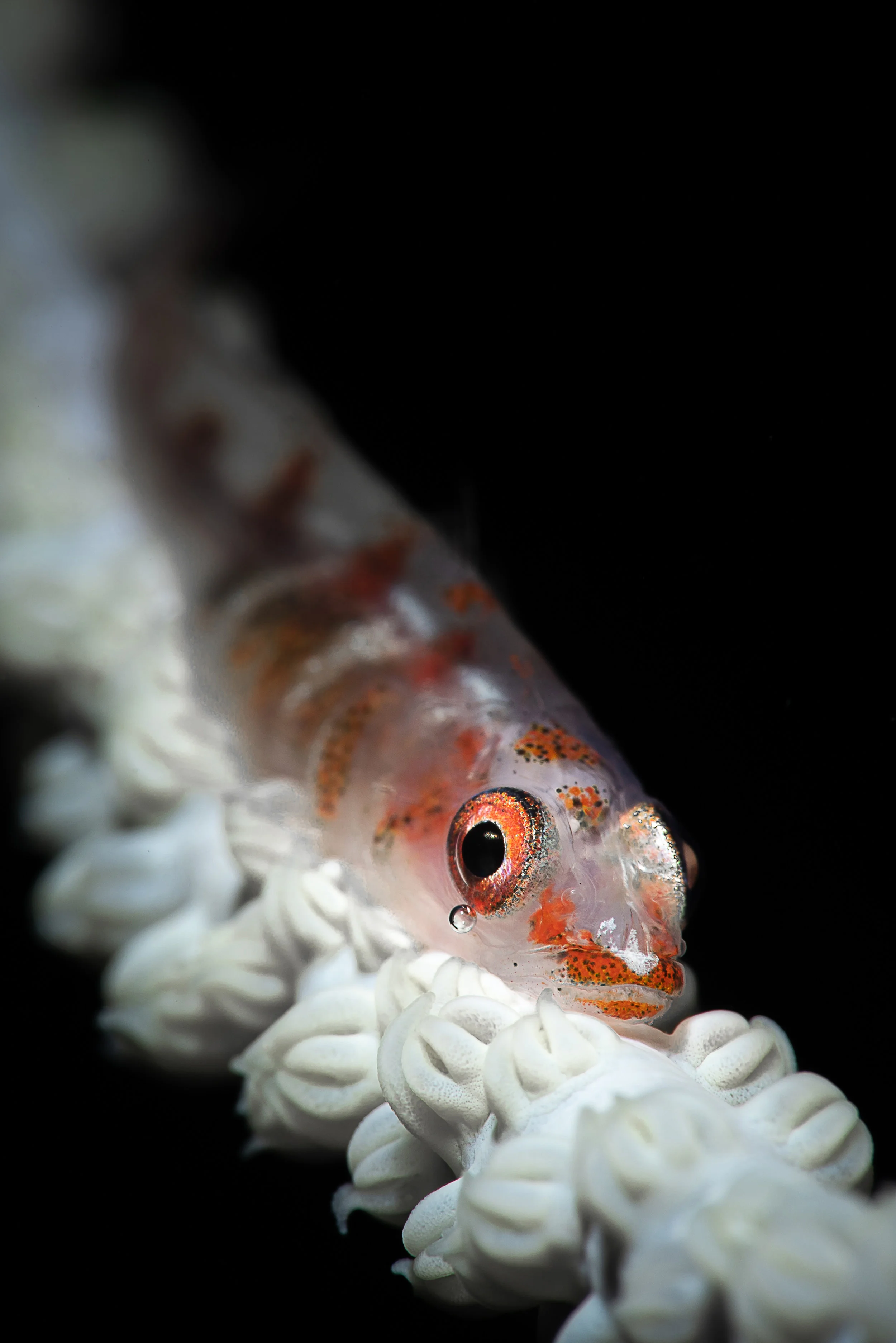 credit: François Baelen / coral reef image bank