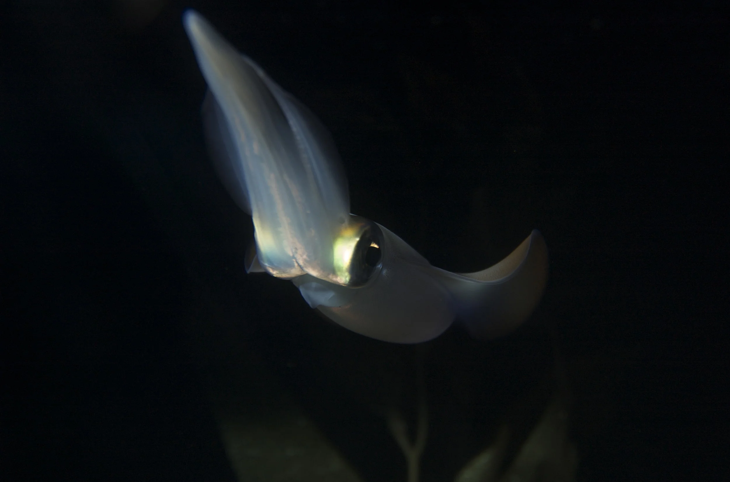 squid credit: the ocean agency / coral reef image bank