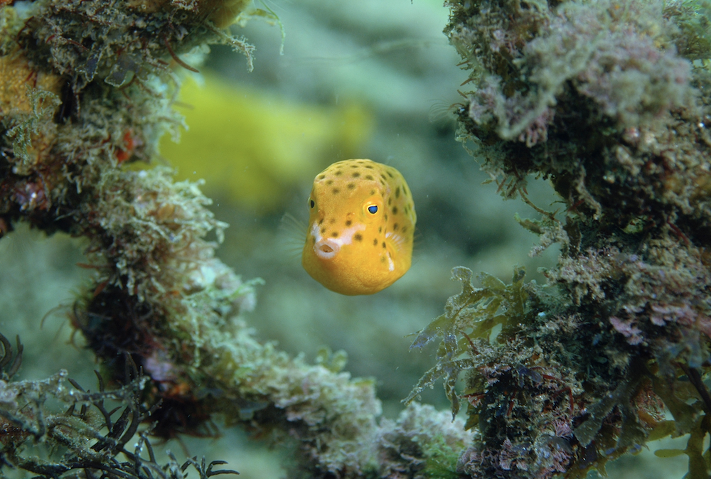 juvenile trunkfish credit: the ocean agency / coral reef image bank