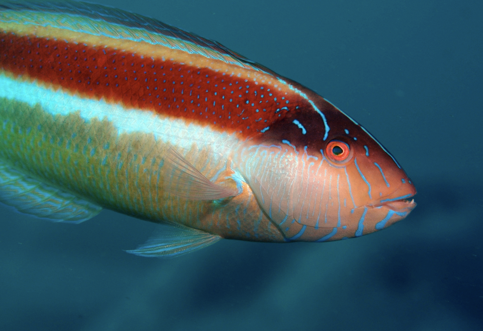 wrasse credit: the ocean agency / coral reef image bank