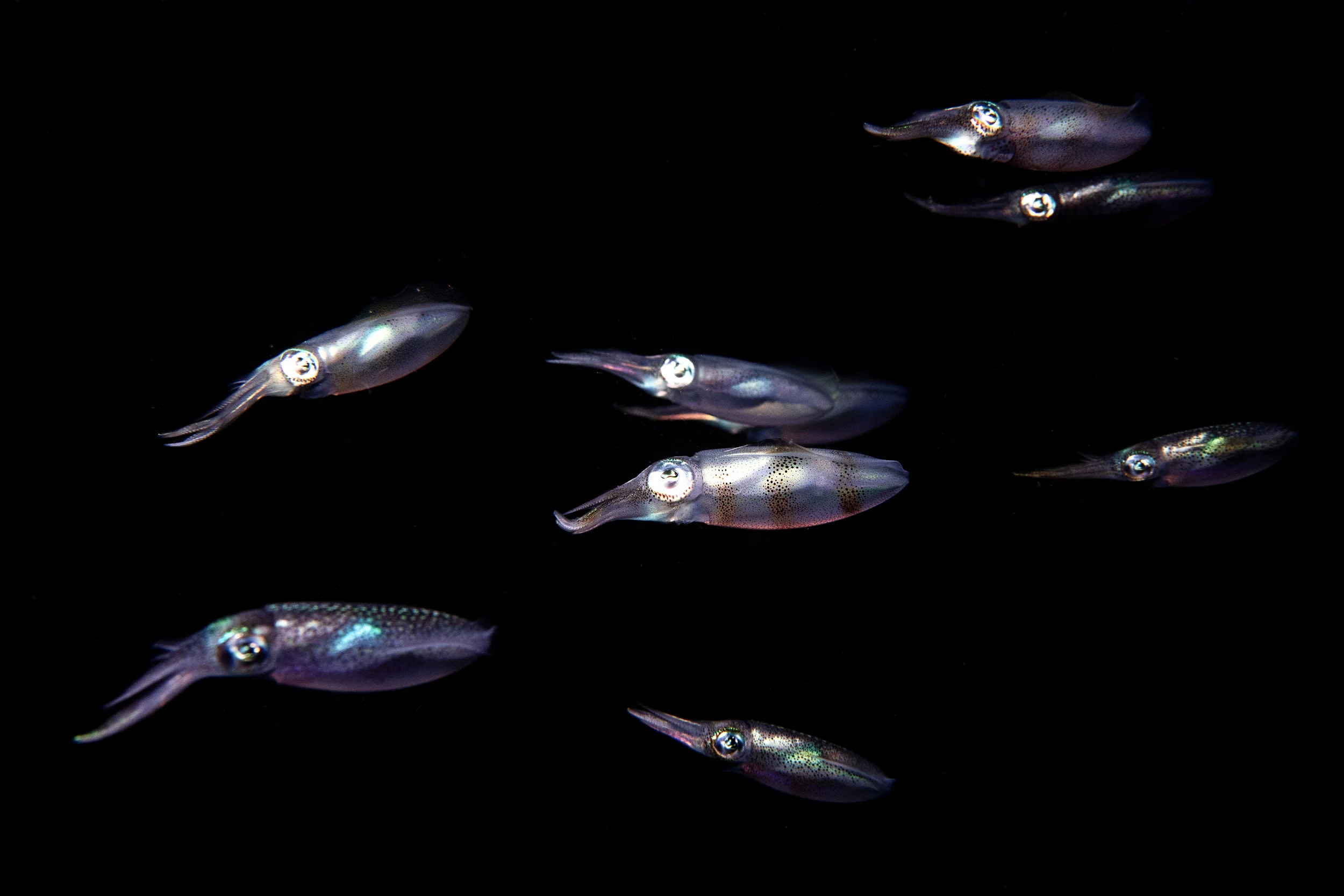 school of squid credit: tracey jennings / coral reef image bank
