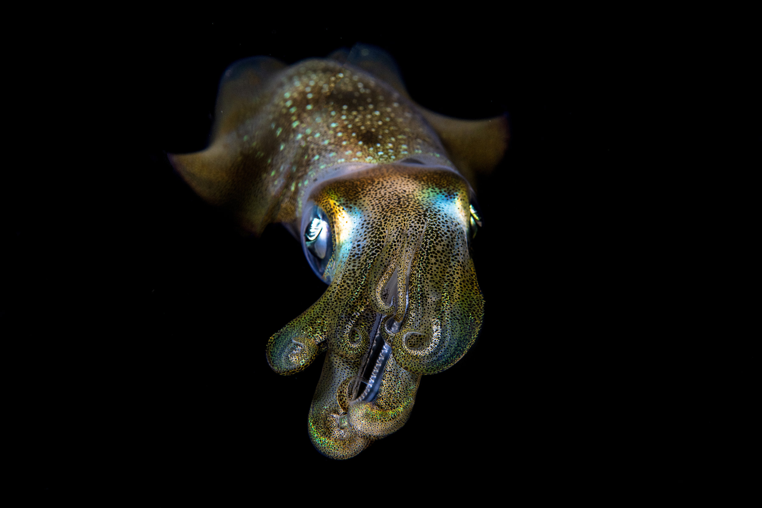 squid credit: tracey jennings / coral reef image bank