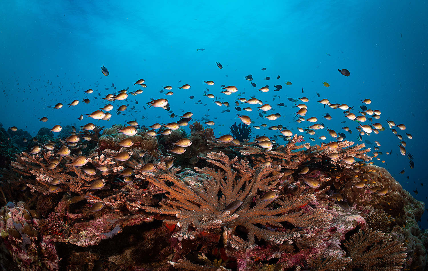 solomon islands CREDIT: tracey jennings / CORAL REEF IMAGE BANK