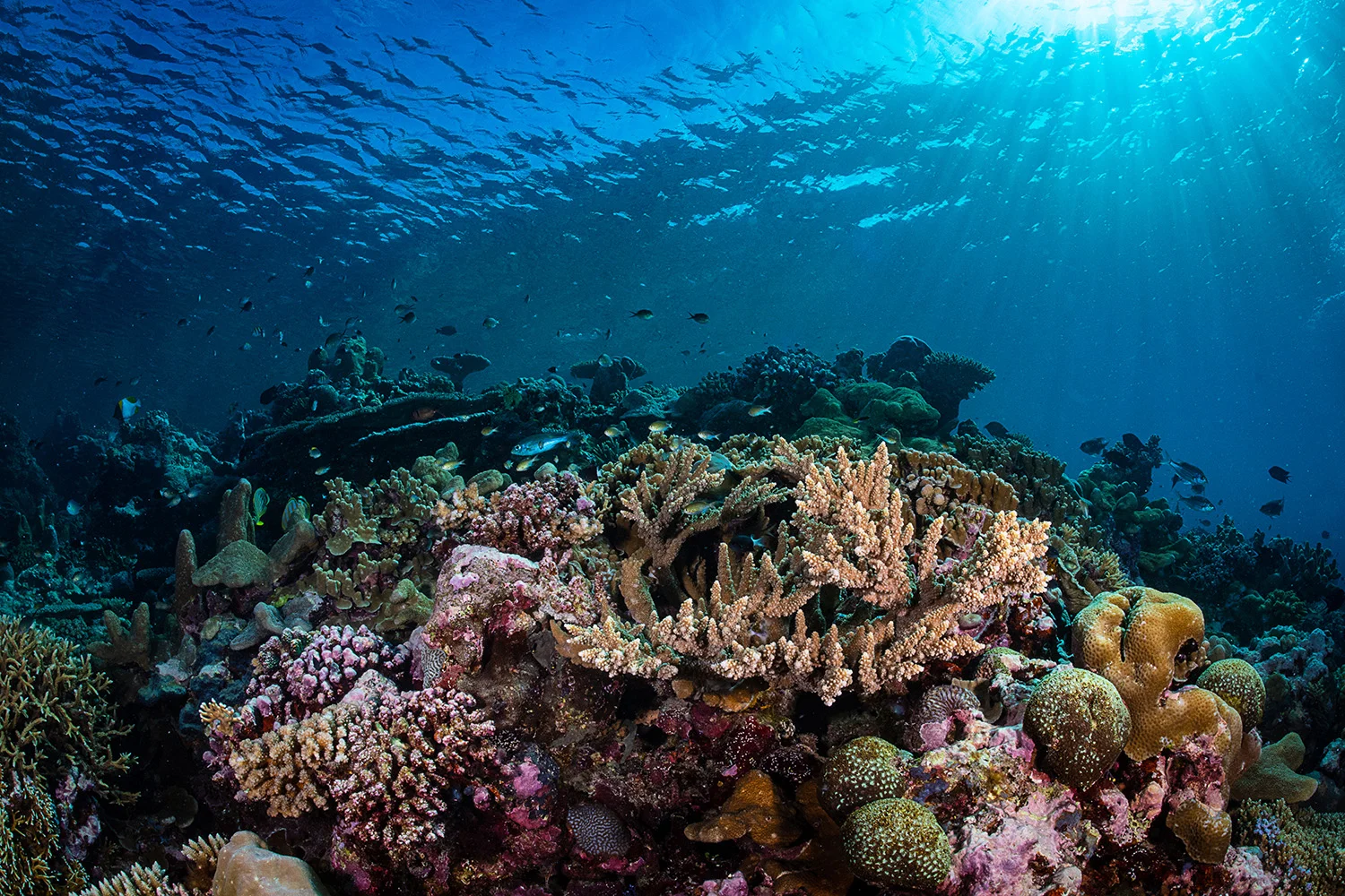 solomon islands CREDIT:tracey jennings / CORAL REEF IMAGE BANK