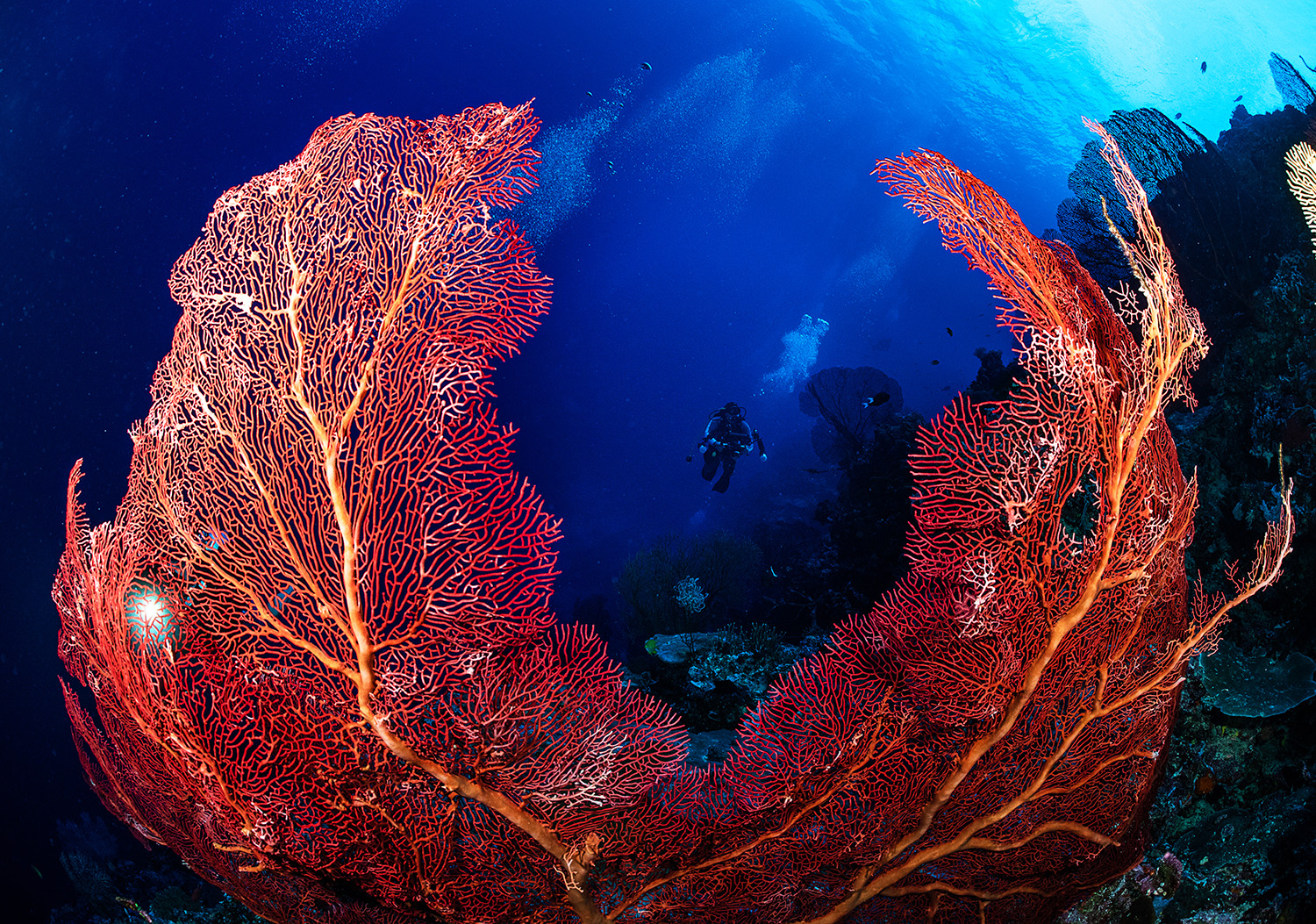 solomon islands CREDIT: tracey jennings / CORAL REEF IMAGE BANK
