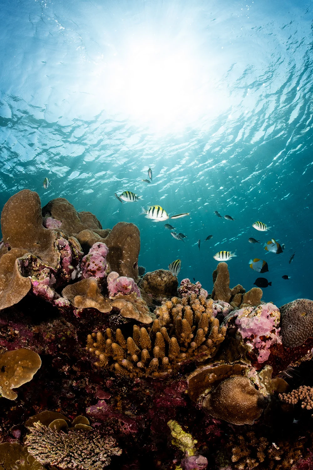 solomon islands CREDIT: tracey jennings / CORAL REEF IMAGE BANK