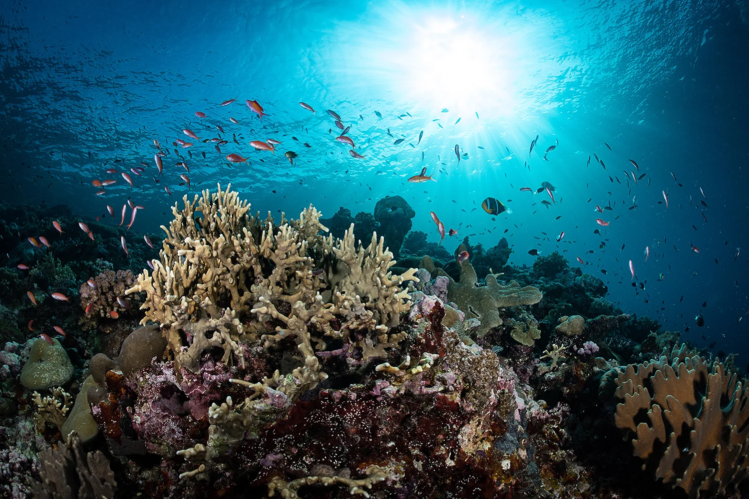 solomon islands CREDIT: tracey jennings / CORAL REEF IMAGE BANK
